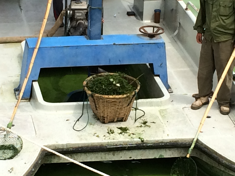 Nets don't pick up algae